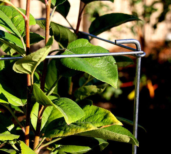 Green Square Folding Tomato Cage Plant Support Tower