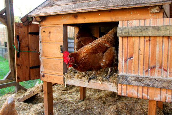 Chicken Coop Plans