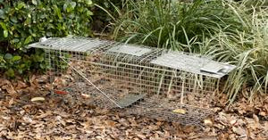 Stray Cat, Opossum and Groundhog Cage Trap