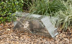 Stray Cat, Opossum and Groundhog Cage Trap
