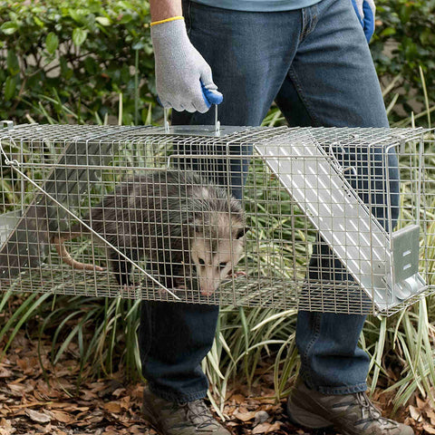 Stray Cat, Opossum and Groundhog Cage Trap
