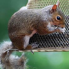One-Door Animal Trap for Chipmunk, Squirrel, Rat, and Weasel