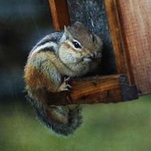 One-Door Animal Trap for Chipmunk, Squirrel, Rat, and Weasel
