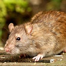 One-Door Animal Trap for Chipmunk, Squirrel, Rat, and Weasel
