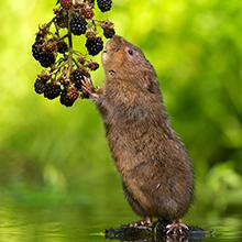 One-Door Animal Trap for Chipmunk, Squirrel, Rat, and Weasel