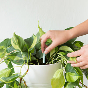 Plant Food Spikes