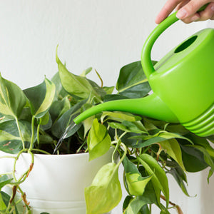 Plant Food Spikes