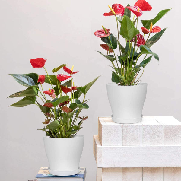 Plastic Planters with Multiple Drainage Holes and Tray