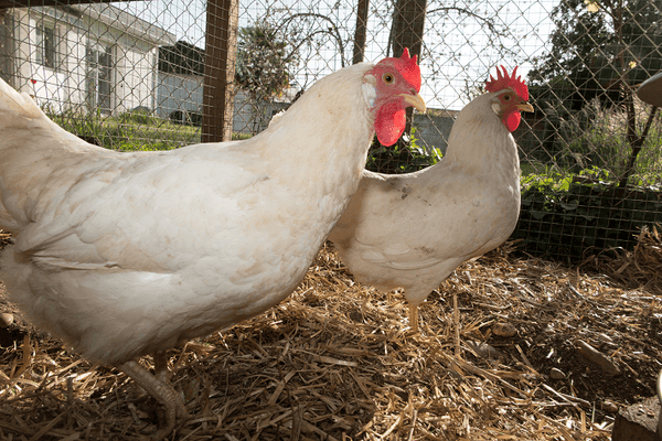 Chicken Coop Plans