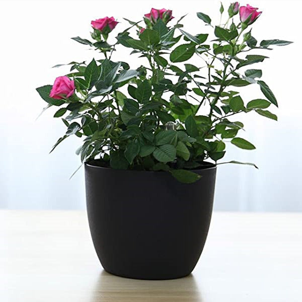 Self Watering Planter