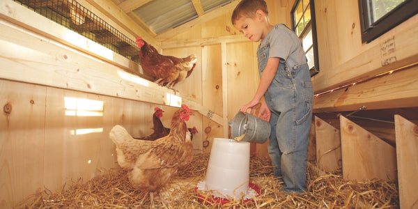 Chicken Coop Plans