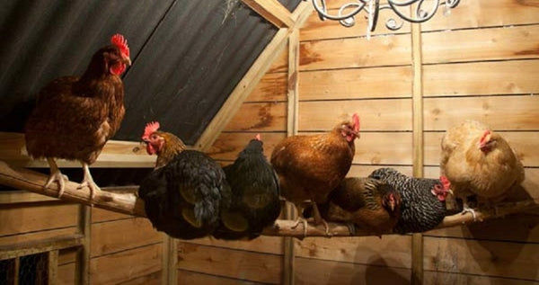 Chicken Coop Plans