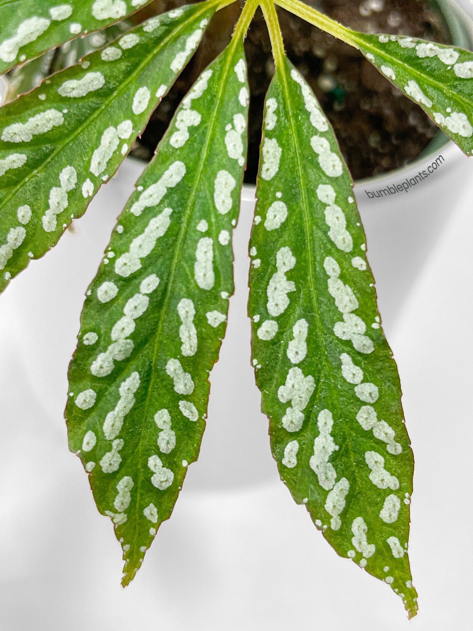 Bumble Plants Begonia Hemsleyana Variegata (Silver Dots U404)