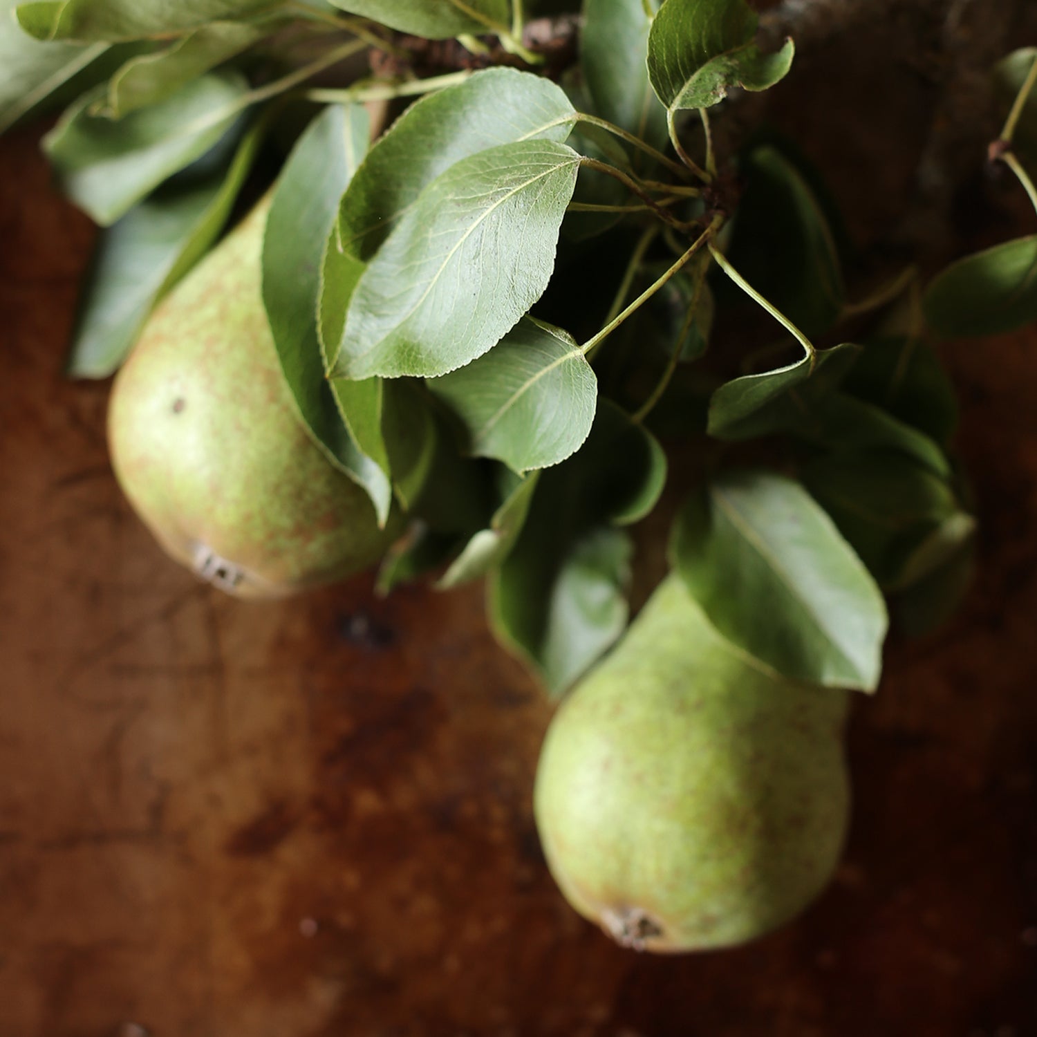 Girl Meets Dirt Island Pear Shrub