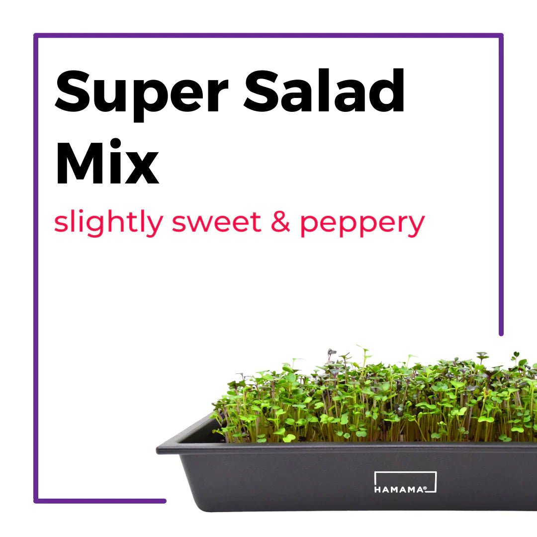 Microgreen Starter Kit by Hamama