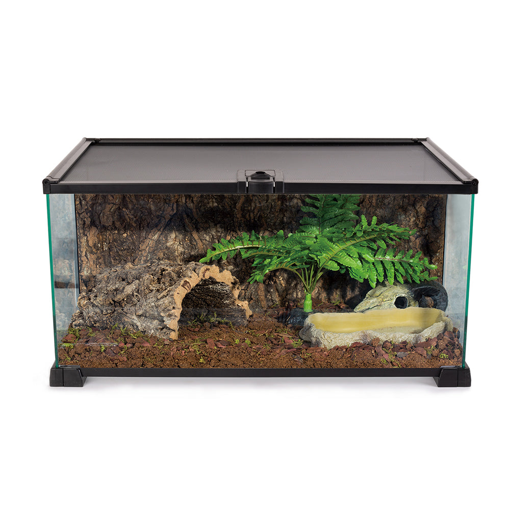 reptile terrarium ready use scene