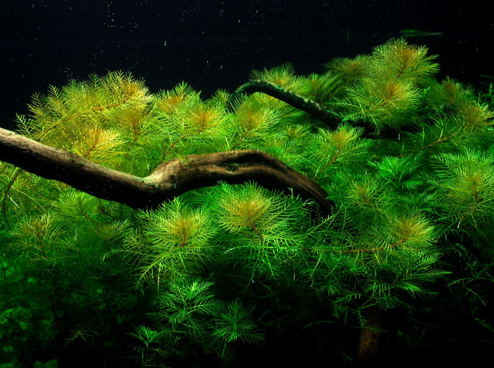 Myriophyllum mattogrossense - TC