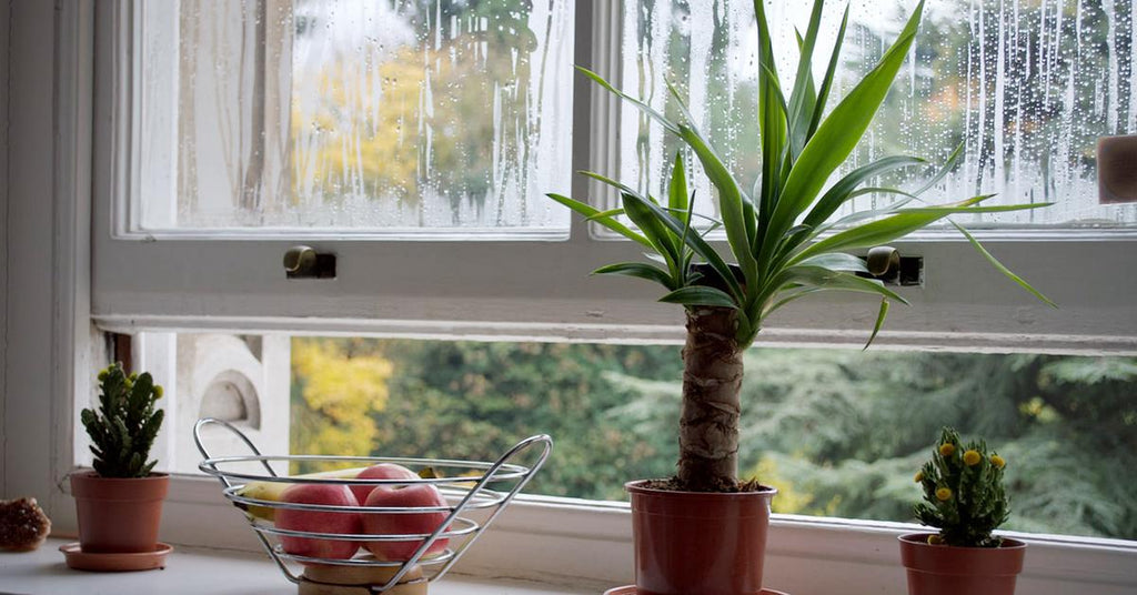 How to choose the best grow light?