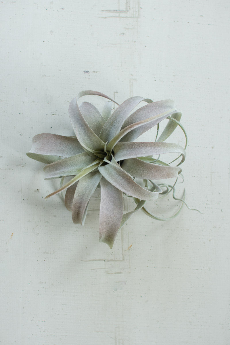 Extra Large Tillandsia Plant