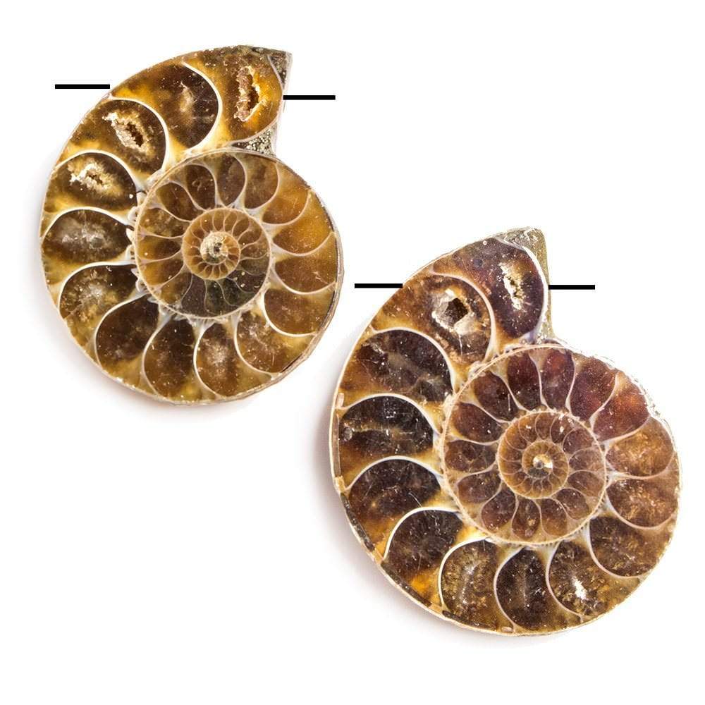  34x29-35x30mm Prehistoric Ammonite Fossil Focal Bead Set of 2 