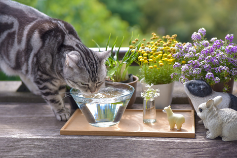 cat fountain