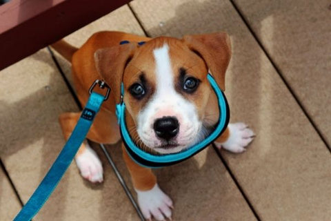 How to choose the right dog leash?