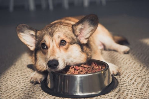 Understanding dog food