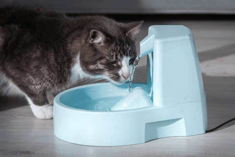 pet water fountain