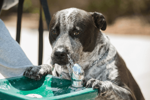 Dog water fountains