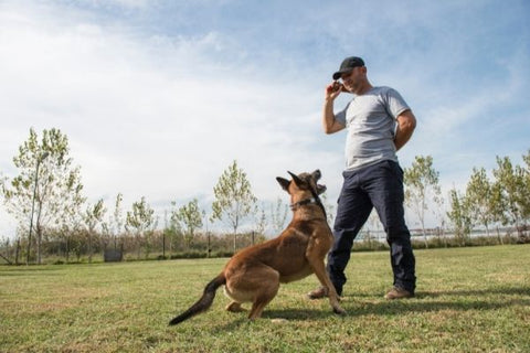 The main points of dog obedience training