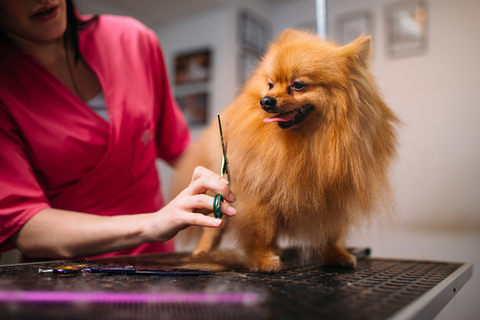 Can you use regular hair clippers on a dog best sale