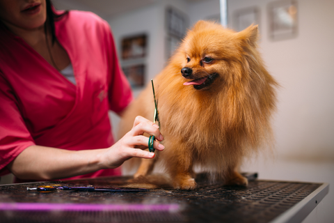 Pet Clipper