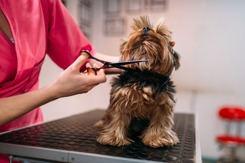 Dog grooming clippers top vs human clippers