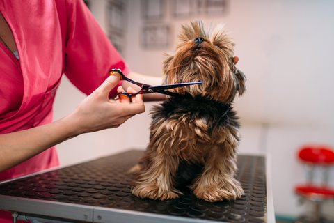 Pet Clipper