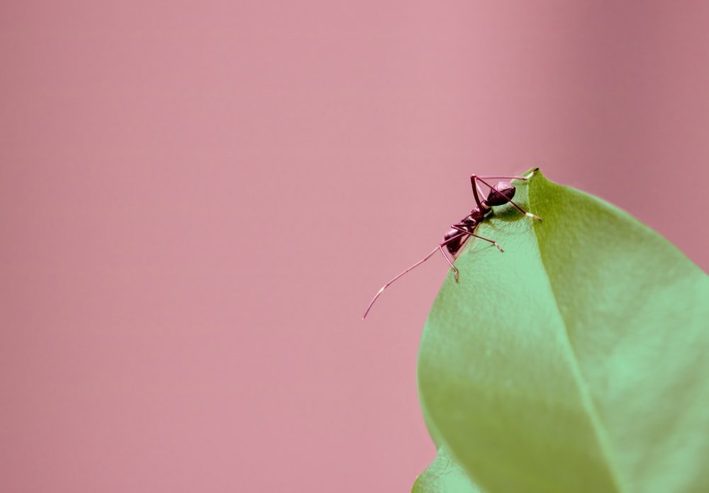 Paint By Numbers | Ant - Selective Focus Photography Of Brown Ant On Green Leaf