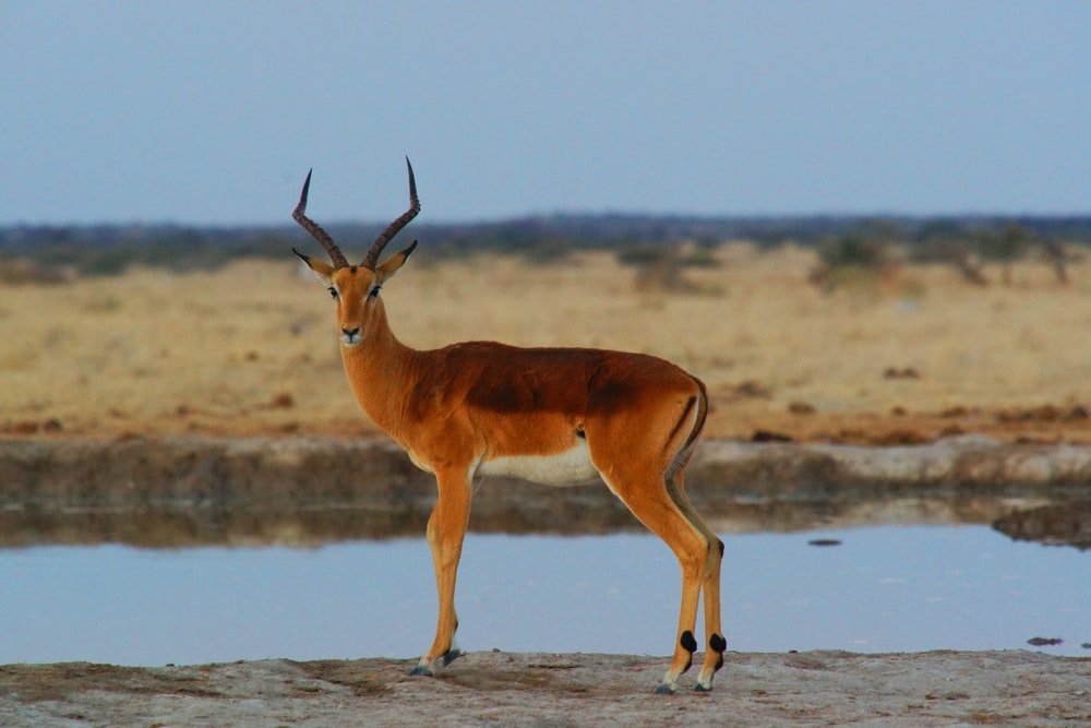 Paint By Numbers | Antelope - Black And Brown Deer Near Body Of Water