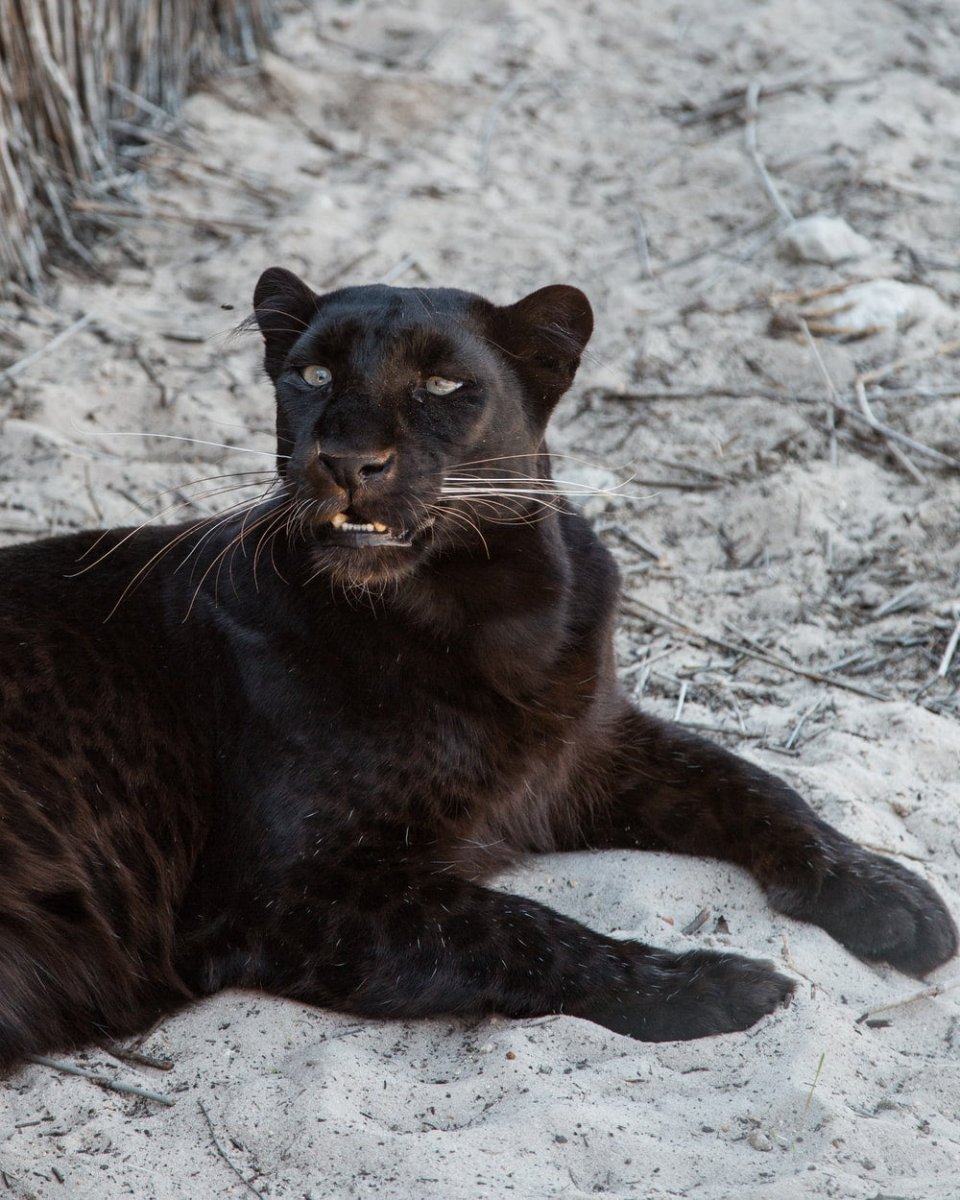 Paint By Numbers | Black Panther - Black Jaguar Resting On Sand
