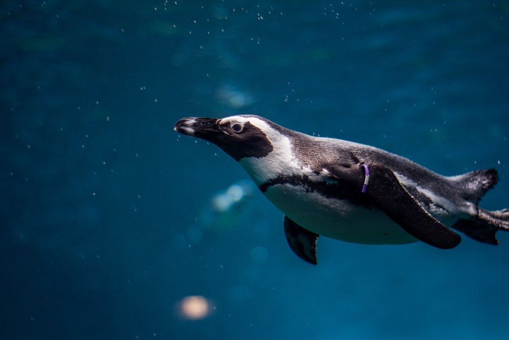 Paint By Numbers | Penguin - Black And White Penguin In Underwater Photography