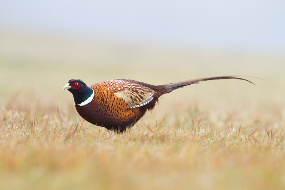 Paint By Numbers | Pheasant - Shallow Focus Photography Of Brown Bird On Brown Grass