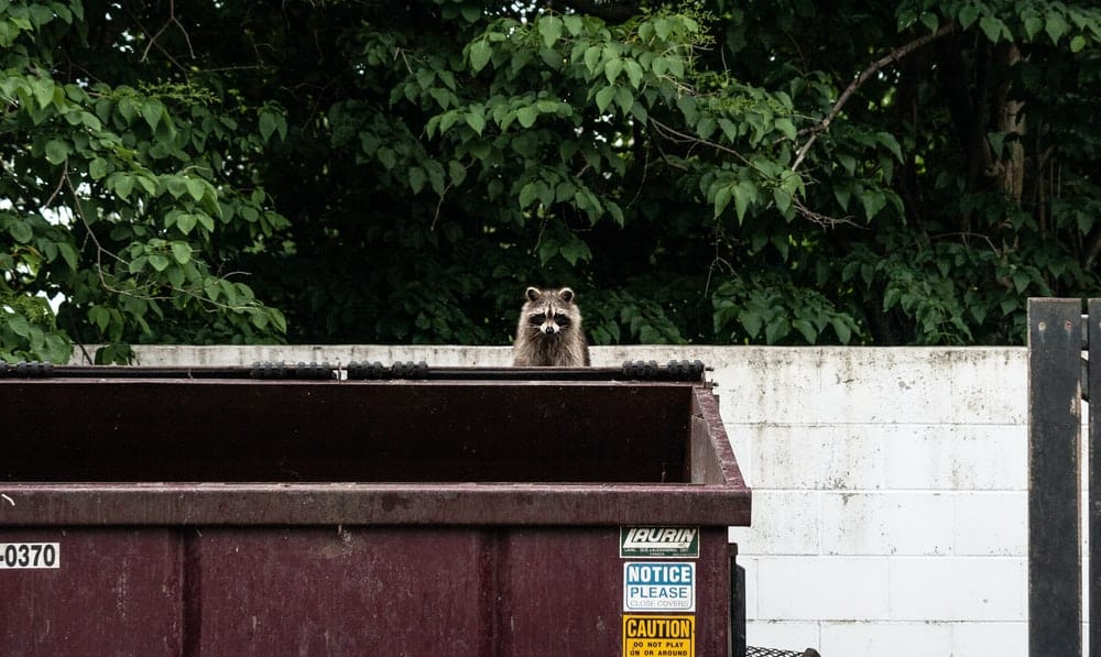 Paint By Numbers | Raccoon - Brown Raccoon On Garbage Container