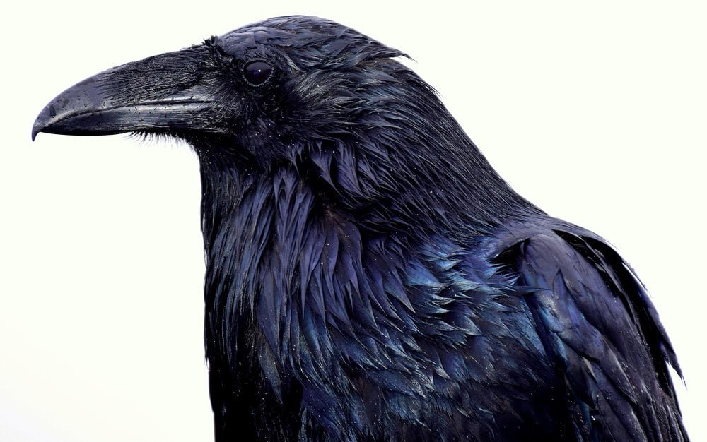Paint By Numbers | Raven - Black Crow With White Background