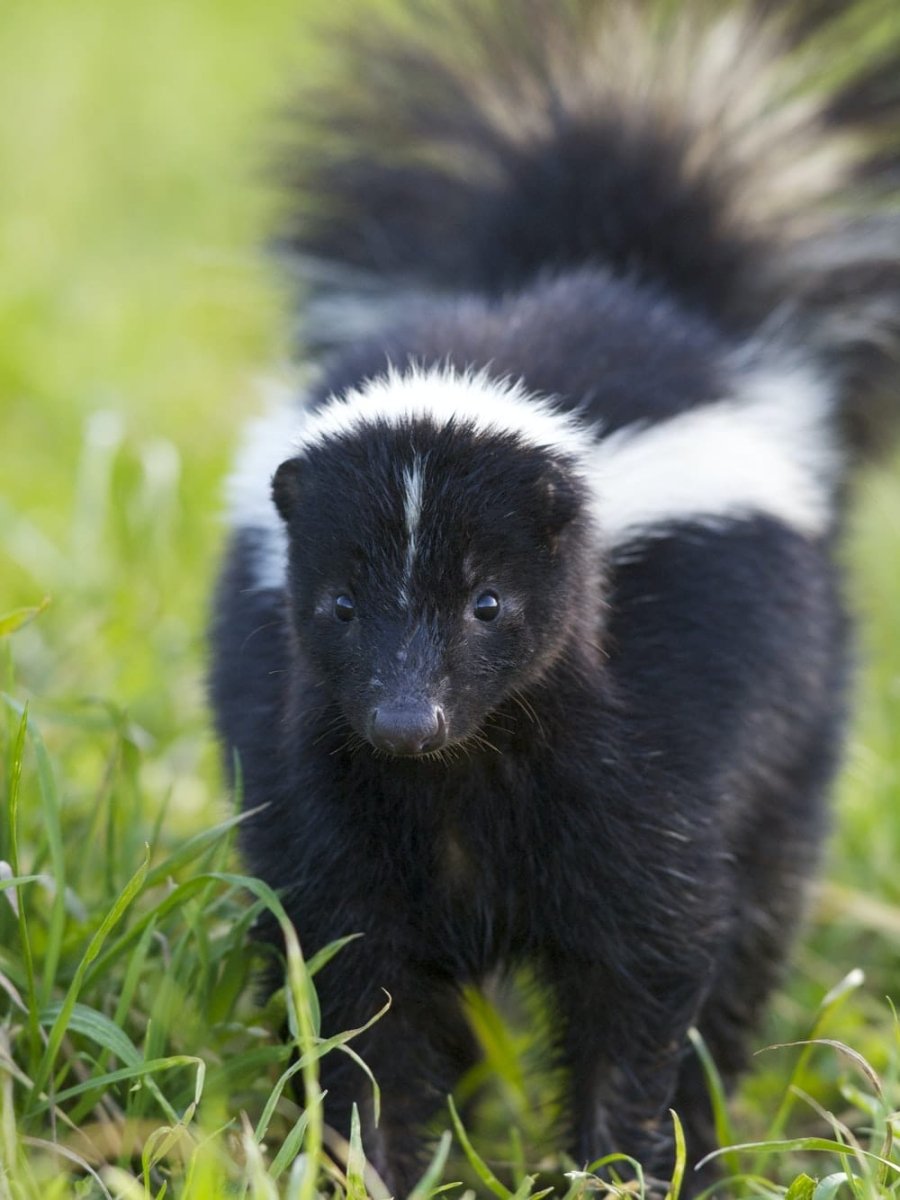 Paint By Numbers | Skunk - Selective Focus Photography Of Skunk
