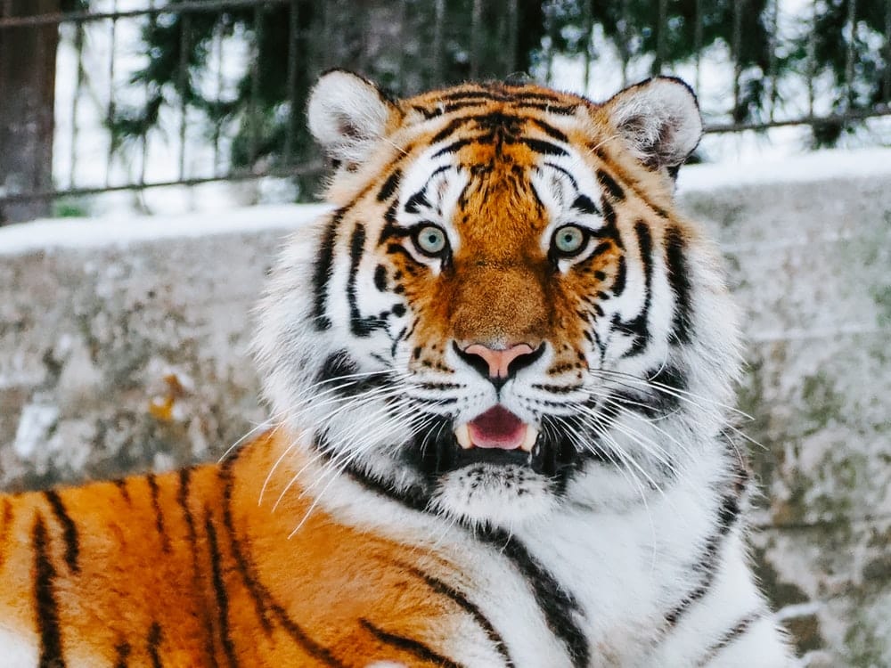 Paint By Numbers | Tiger - Close-Up Photography Of Tiger