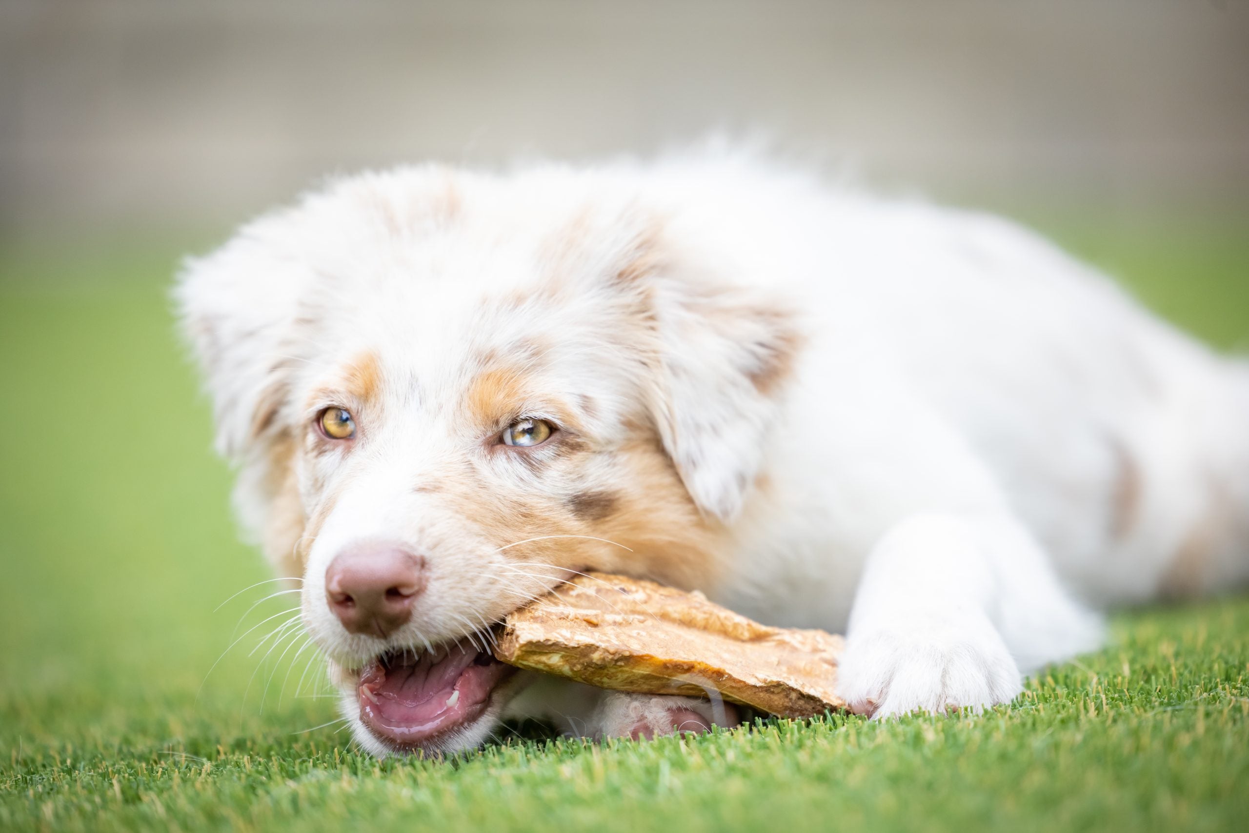 Barking Buddha Peanut Butter Beef Cheek? Chips 1-lb, Dog Treat