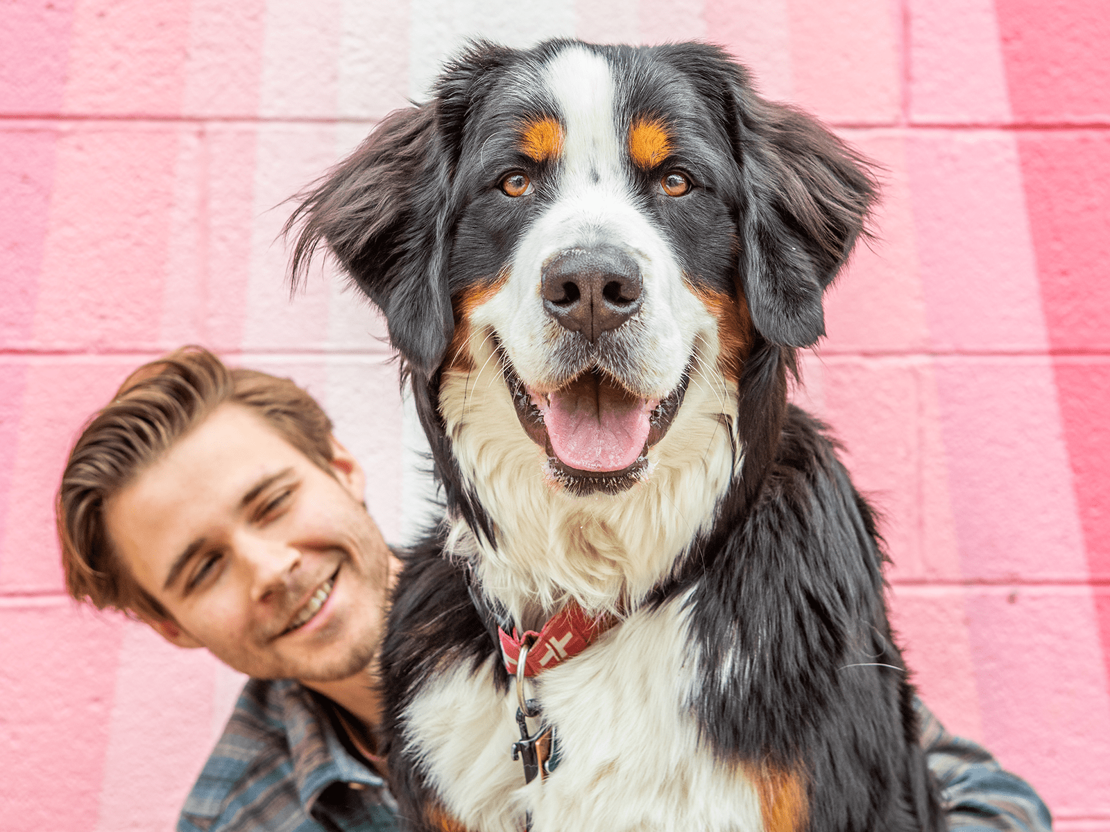 how often should i brush my dog?