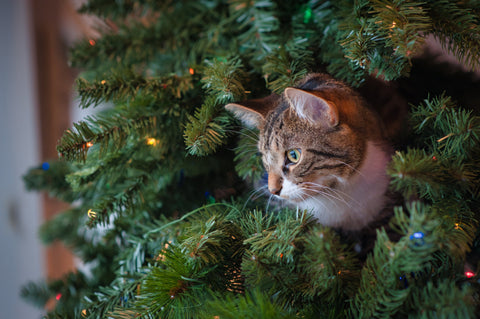 Cat stay on the Christmas Trees