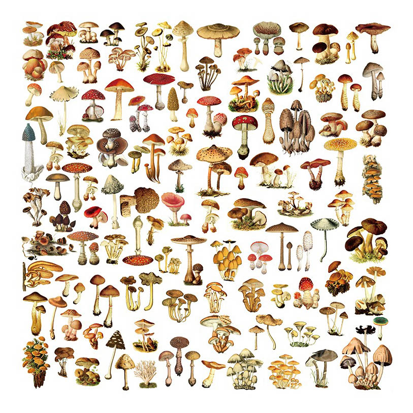 Lantu Mushroom Vellum Stickers