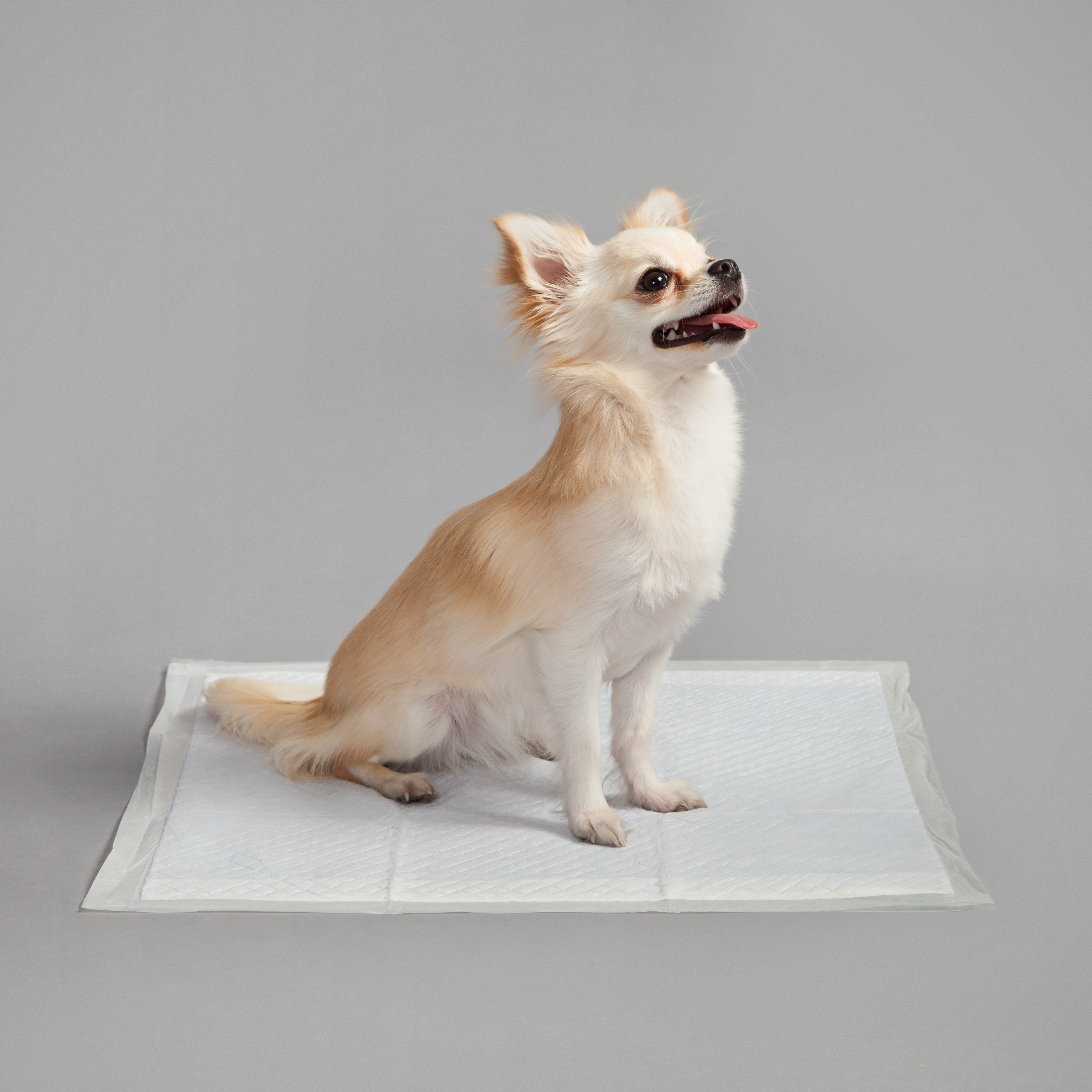 Pet Training Pad - 17.5-inch x 17.5-inch