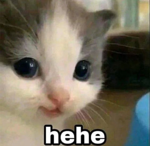 cat memes tell you how to choose smart locks