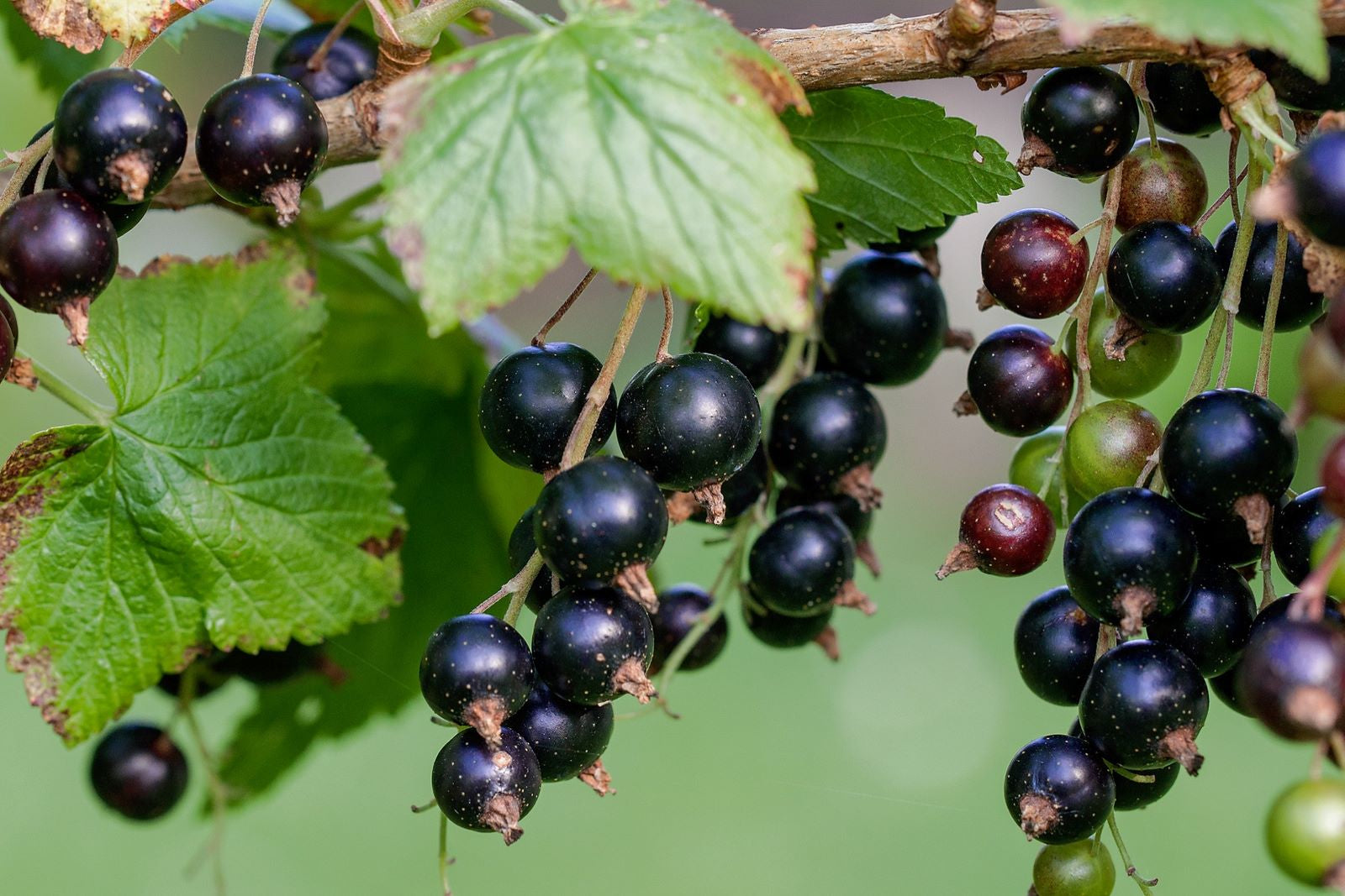 Black Currant Dark Balsamic Vinegar